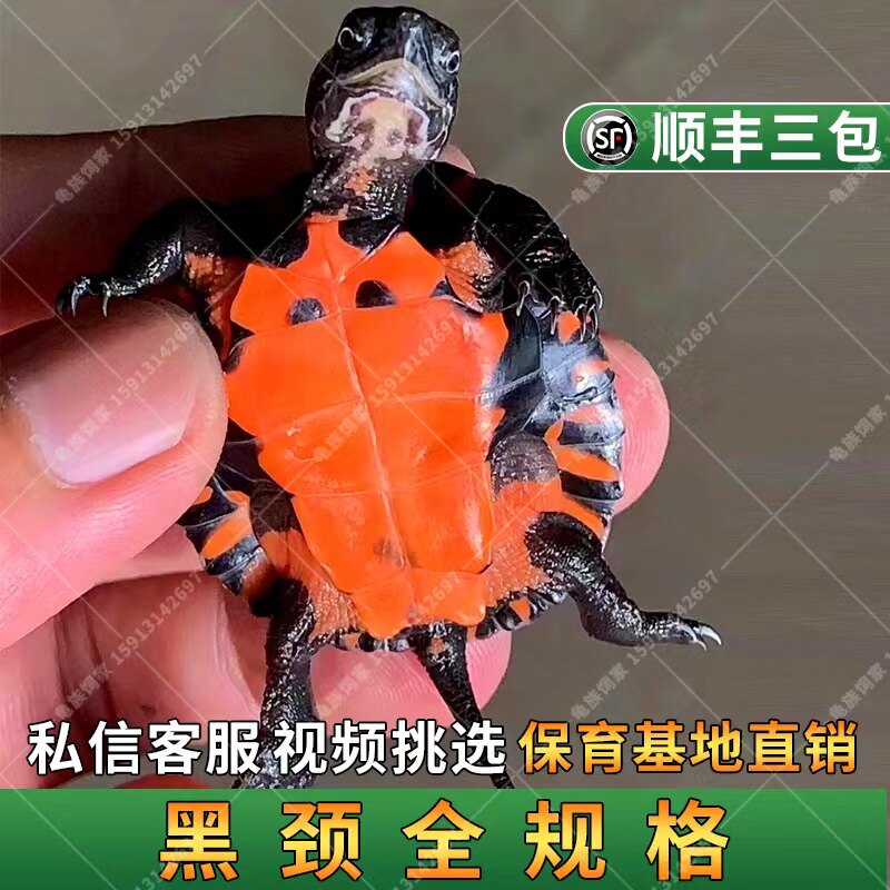 广东名龟韶关纯种黑颈龟小乌龟水龟纯种广西黑颈小龟苗大头黑颈龟