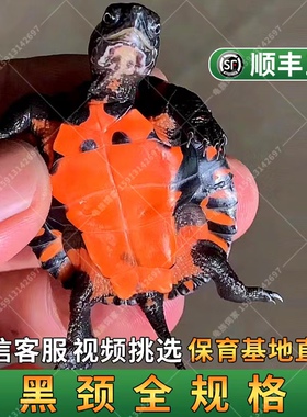 广东名龟韶关纯种黑颈龟小乌龟水龟纯种广西黑颈小龟苗大头黑颈龟