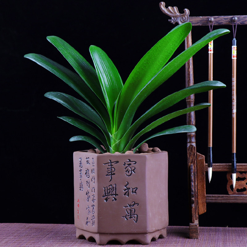 君子兰盆栽精品室内观花绿植花卉盆栽带盆种好发货包邮