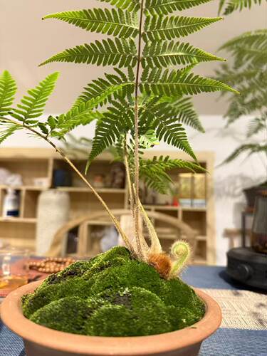 蕨类植物金毛狗蕨盆栽室内绿植花卉四季常青好养活易活基地直发
