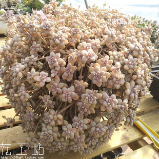 丸叶姬秋丽 花工坊 包邮 单品 多肉景天微景观植物绿植盆栽14年老店