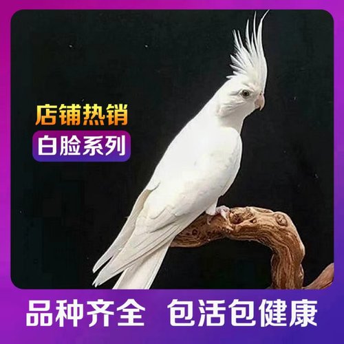 宠物温顺机灵活体亲人玄凤鹦鹉