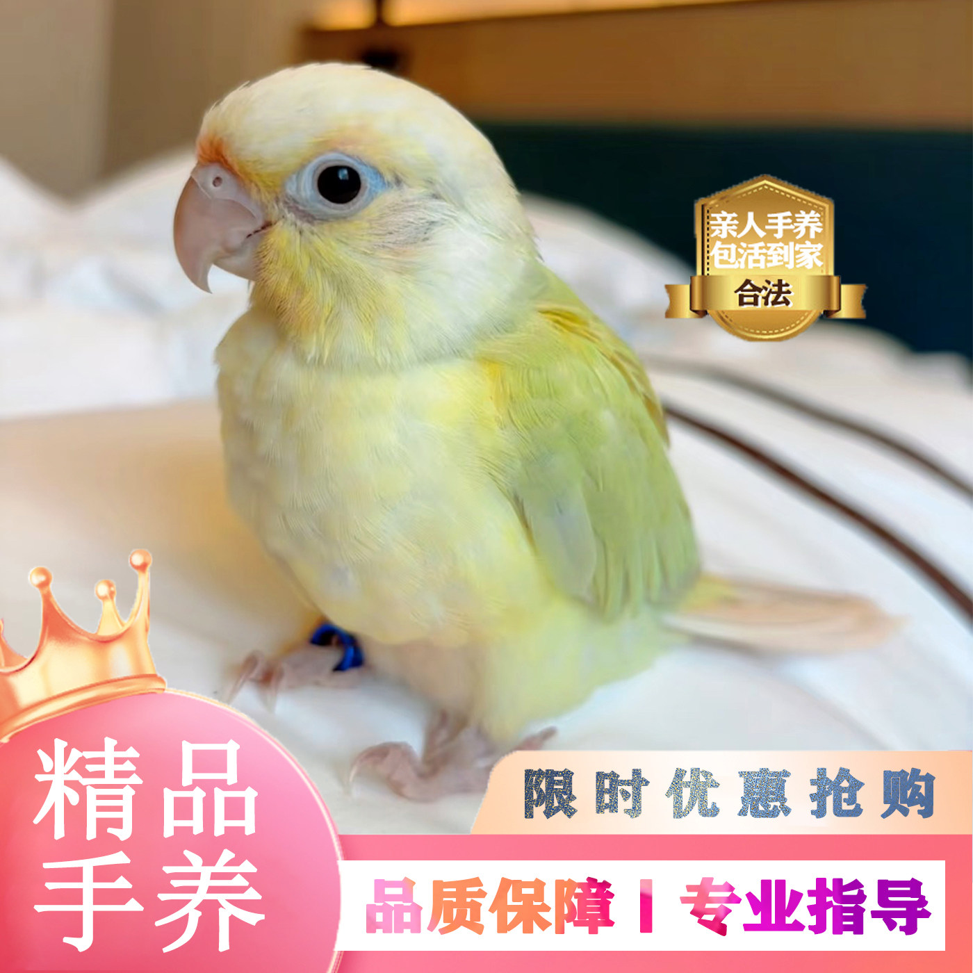 精品手养小太阳鹦鹉活体幼鸟会说话观赏鸟带标识卡精养亲人包活