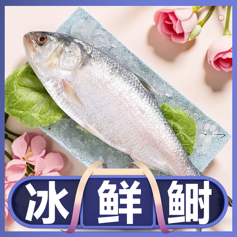 冰鲜鲥鱼缅甸海捕三泥鱼鱼超大酒店同款洄游鲥鱼酒香清蒸时鱼包邮