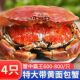 超大面包蟹鲜冻新鲜冷冻特大进口珍宝蟹熟冻梭子蟹海鲜水产大螃蟹