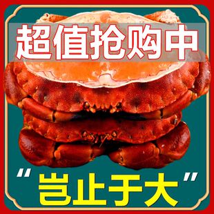 【2斤/只】新鲜超大面包蟹熟冻特大珍宝母蟹鲜活黄金蟹海鲜螃蟹