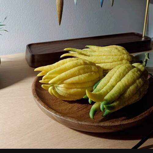 【带枝水培黄果】金华新鲜佛手