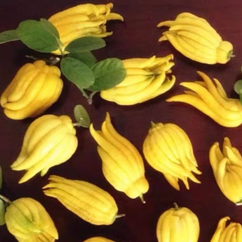 金华佛手把玩观赏带枝水养净化