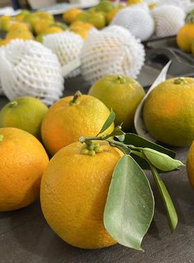 【现货】金华正宗土代代果 玳玳果酸橙 代代橘枳实回青橙特产苦橙