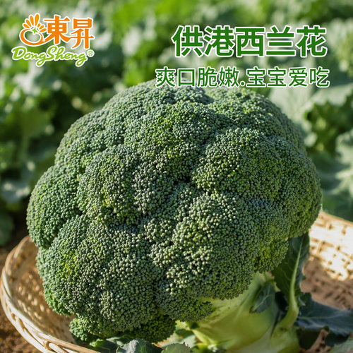东升农场西兰花广州300g新鲜蔬菜