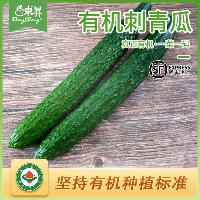 有机刺青瓜东升刺青瓜新鲜