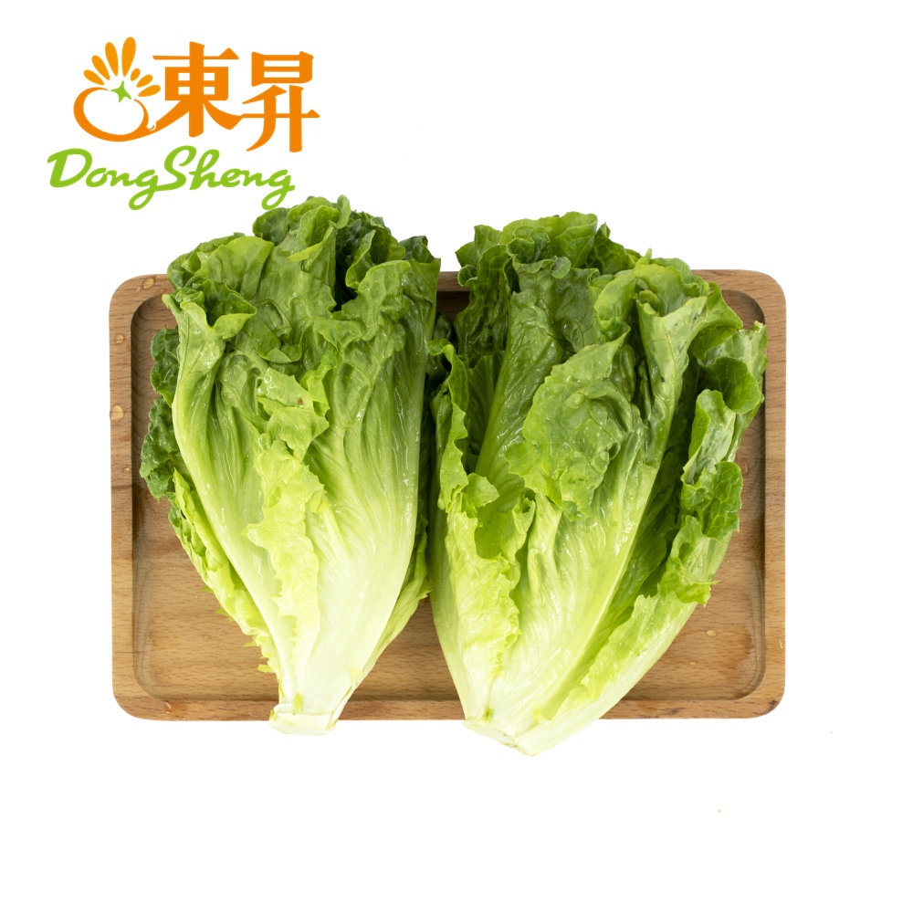 东升农场新鲜生菜莴仔广东蔬菜