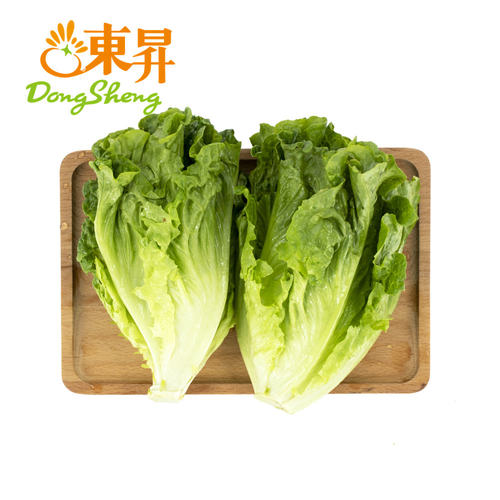 东升农场新鲜生菜莴仔广东蔬菜