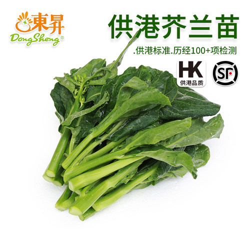 东升农场供港芥兰苗新鲜蔬菜