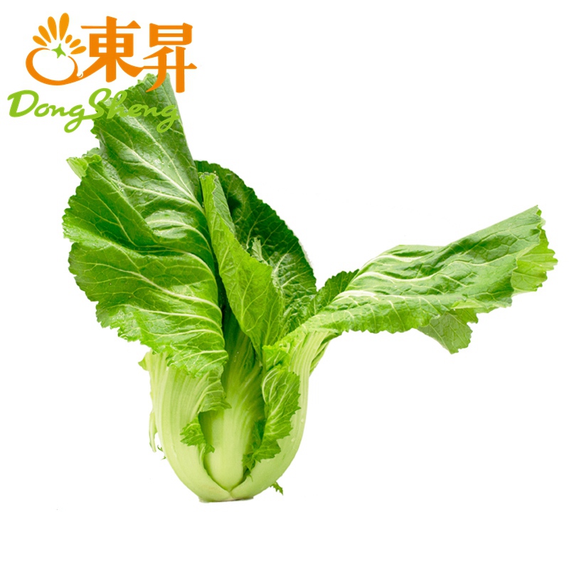 东升农场芥菜水通广州蔬菜