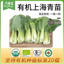 东升农场 有机上海青苗 有机鸡毛菜苗 广州有机新鲜蔬菜配送 250g