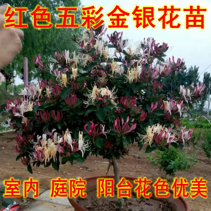五彩红色金银花苗木 树型四季 树桩金银花盆景盆栽植物 室内庭院