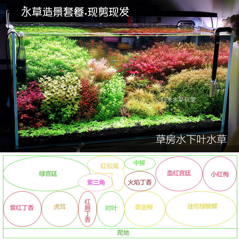 鱼缸造景套餐水草宫廷前景草草缸