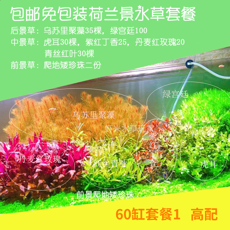 荷兰景水草开缸套餐包邮草缸鱼缸造景阳性中后景新手入门好养懒人