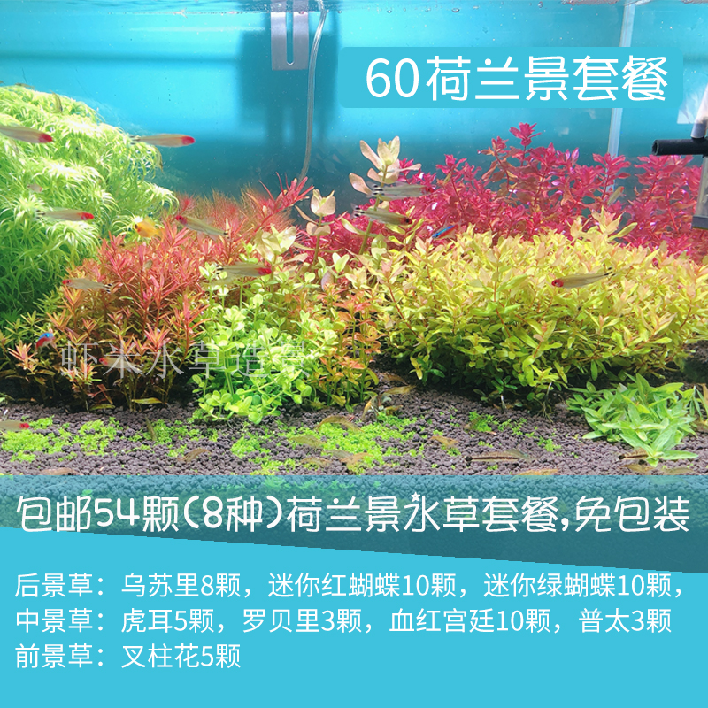 荷兰景水草开缸套餐包邮草缸鱼缸造景阳性中后景新手入门水下叶