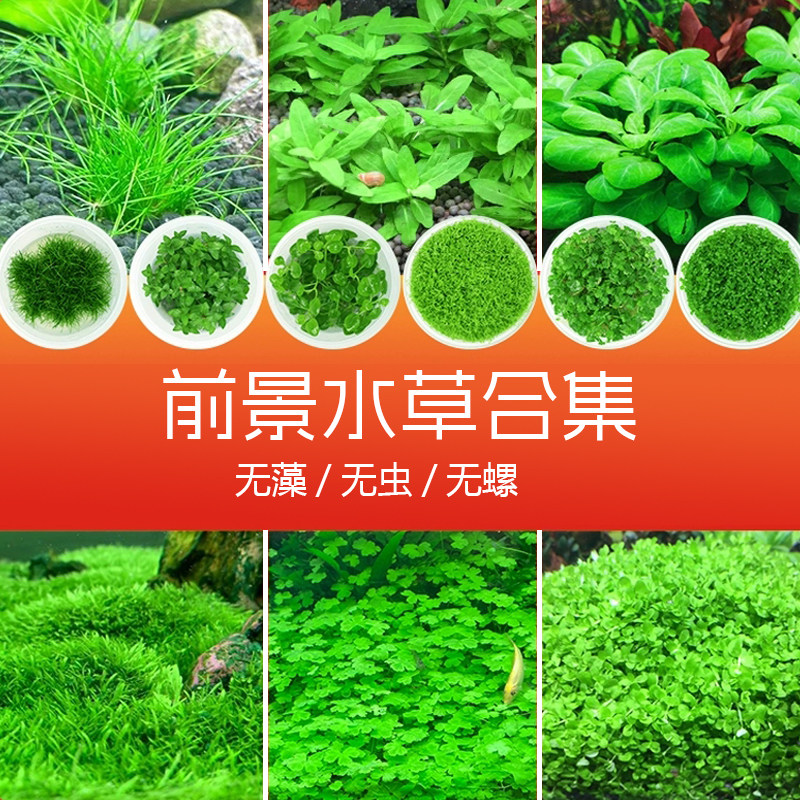 草鱼缸前景草坪趴地矮珍珠迷你矮高珍珠叉柱花迷你牛毛天胡荽水草