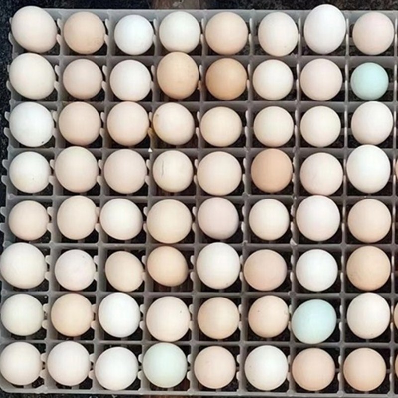 受精蛋可孵化土鸡散养