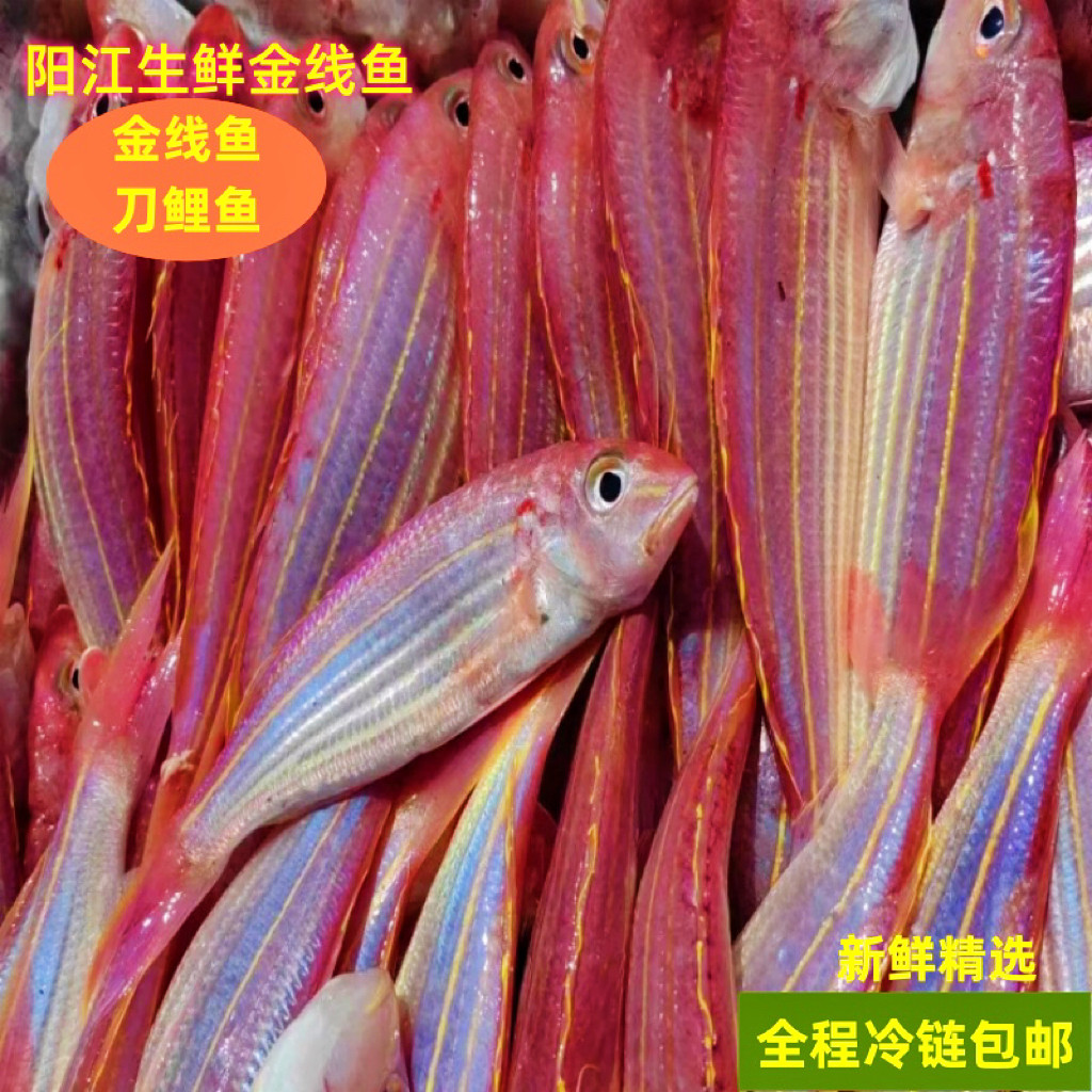 阳江特产大金线鱼金丝鱼刀鲤鱼红三鱼红衫鱼新鲜冷冻天然海钓海捕