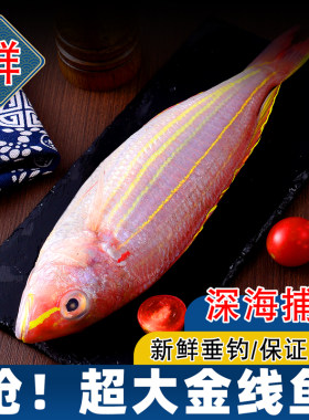 金线鱼红衫刀鲤鱼海钓海捕