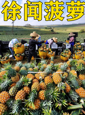 徐闻菠萝新鲜水果广东香水菠萝10斤大果当季整箱发邮政非金钻凤梨