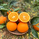 正宗江西赣南脐橙10斤精品大果赣州橙子新鲜水果赣州橙子安远产地