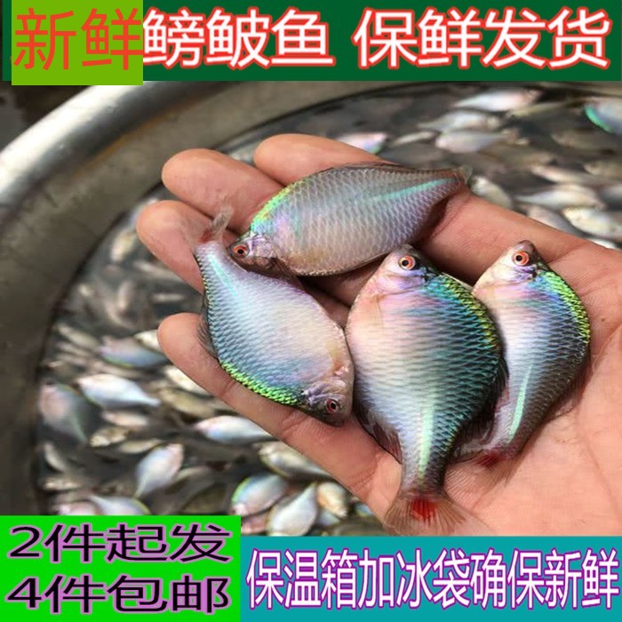 苏北自然生长鳑鲏鱼旁皮鱼小杂鱼皮鱼新鲜现杀 4件包邮-封面