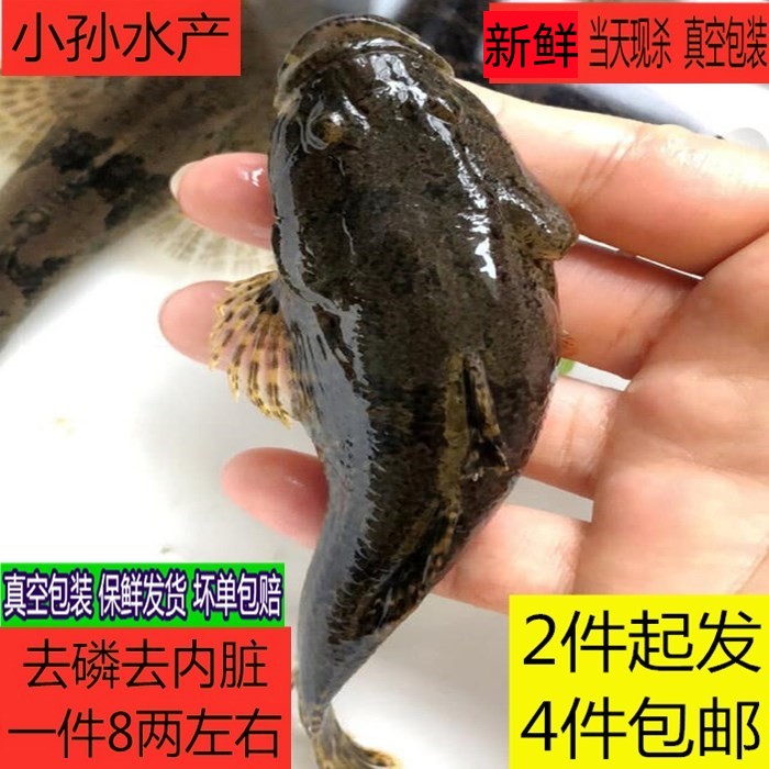 苏北野河鲜活新鲜笋壳鱼虎头鱼呆子鱼沙塘鳢土步鱼虎头鲨活体现杀