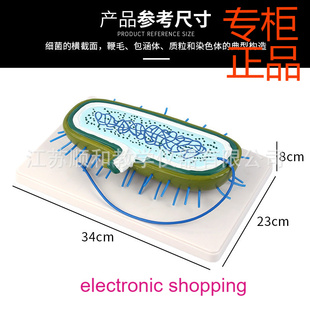 细菌模型 细胞核模型 染色体模型 生物教学模型