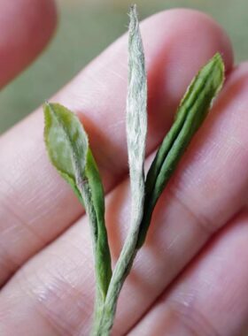 吾蒲白茶 特级白牡丹 白牡丹同等级不同年份 散装称重 50克装