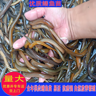 黄鳝苗小鳝鱼苗淡水鱼苗产地直销稻田鳝苗长鱼丝盘鳝鲍鳝包活家