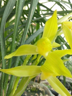 春剑西蜀道光 银杆素  隆昌素  双十一特惠19.9一苗 带花苞发货