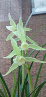 蜀雅兰苑活动款兰花 春剑隆昌素兰草 朱德素兰花 原生品种 自然养