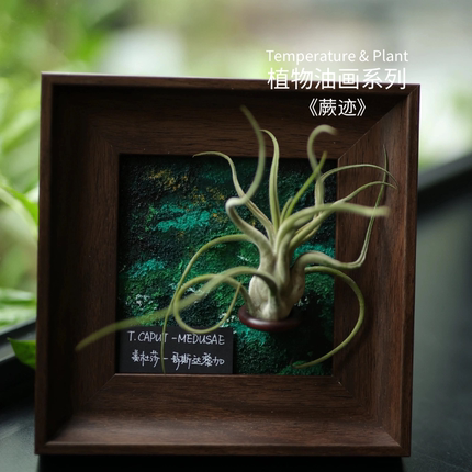 《蕨迹》室温原创空气凤梨肌理油画创意桌摆装饰植物寓意生日礼物
