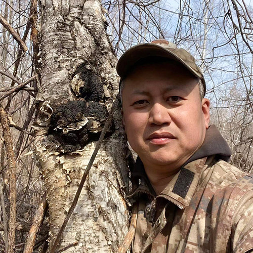 桦树茸桦树菇天然野生人工采摘