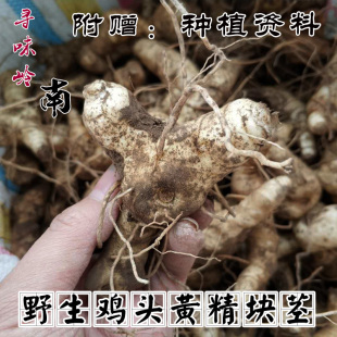 鲜黄精种芽黄精种子(大田种植用)黄精块茎