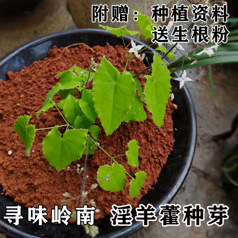 淫羊藿种子淫羊藿种苗中药材种子仙灵脾三枝九叶草半斤(20多棵)