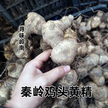 秦岭鲜黄精新鲜鸡头黄精鸡头参肉质头黄精老虎姜九蒸九晒黄精