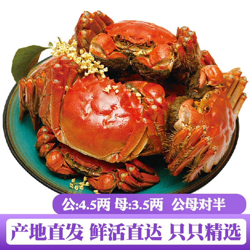 现货大闸蟹公4.5两母3.5两
