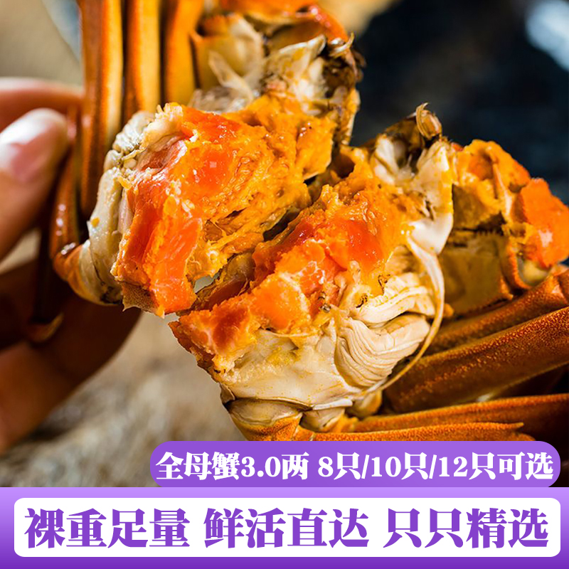 大闸蟹8只装母蟹3.0两