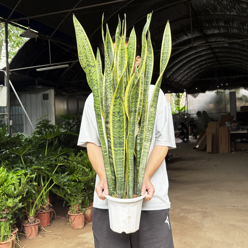 大盆金边虎皮兰新房除甲醛绿植