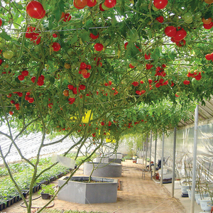 四季播种特色多年生长番茄树种子水果树春秋高产庭院大田盆栽阳台