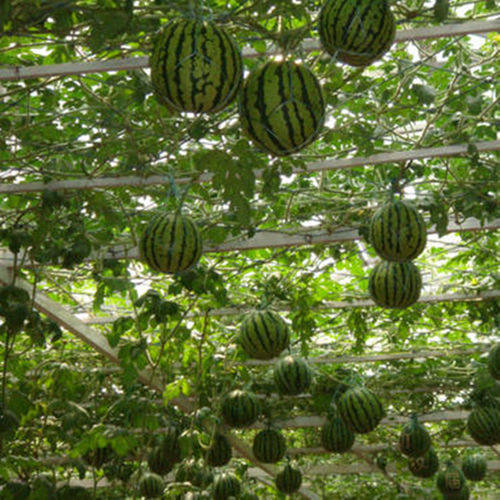 盆栽西瓜树价格 盆栽西瓜树图片 星期三