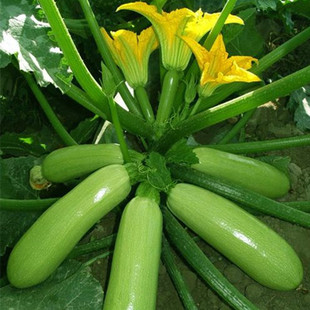耐热西葫芦种子碧秀夏美夏宝春夏秋季大田高产四季盆栽蔬菜种籽孑