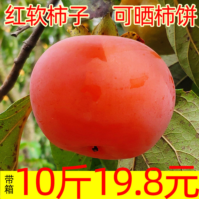 软甜柿子青柿子红冻硬柿子懒柿子可晒柿饼原料大红柿10斤