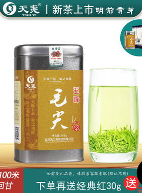 2025新茶【明前贡芽】五峰毛尖250g湖北宜昌采花特级高山春茶叶